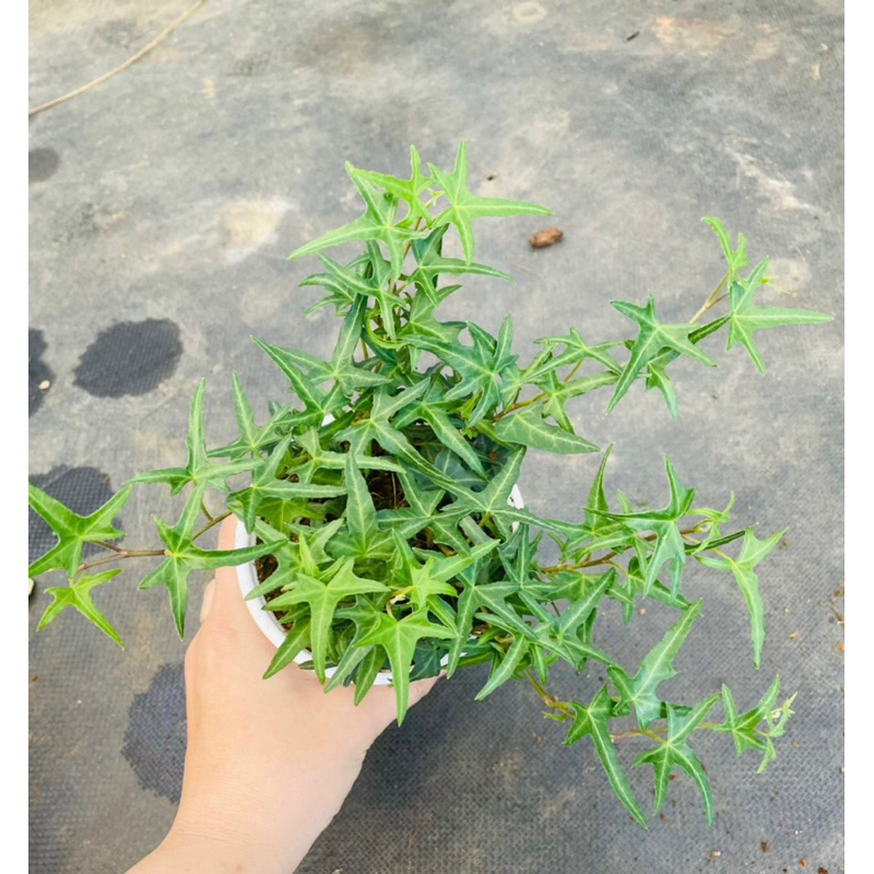 Chậu mềm Thường xuân nhện - Hedera helix Asterisk