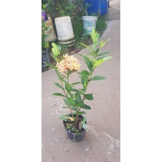 Mẫu đơn/bông trang vàng sọc Tiền giang