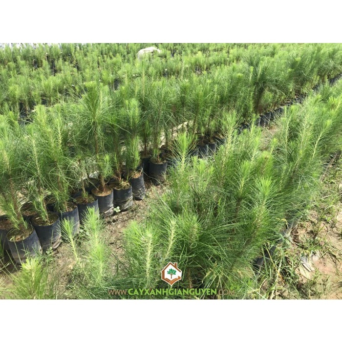 Cây Giống Thông Caribe