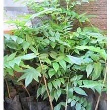Cây mắc mật ăn lá ( cây siêu tốt cây sinh trưởng tốt)