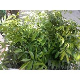 Cây mắc mật ăn lá ( cây siêu tốt cây sinh trưởng tốt)