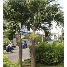 Cây Cau Trắng (Cau Thái cây đẹp)