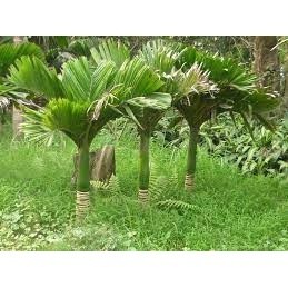 Cây Cau Trắng (Cau Thái cây đẹp)
