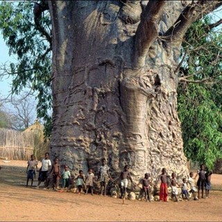Cây Baobab bảo hành chuẩn giống cam kết chuẩn giống