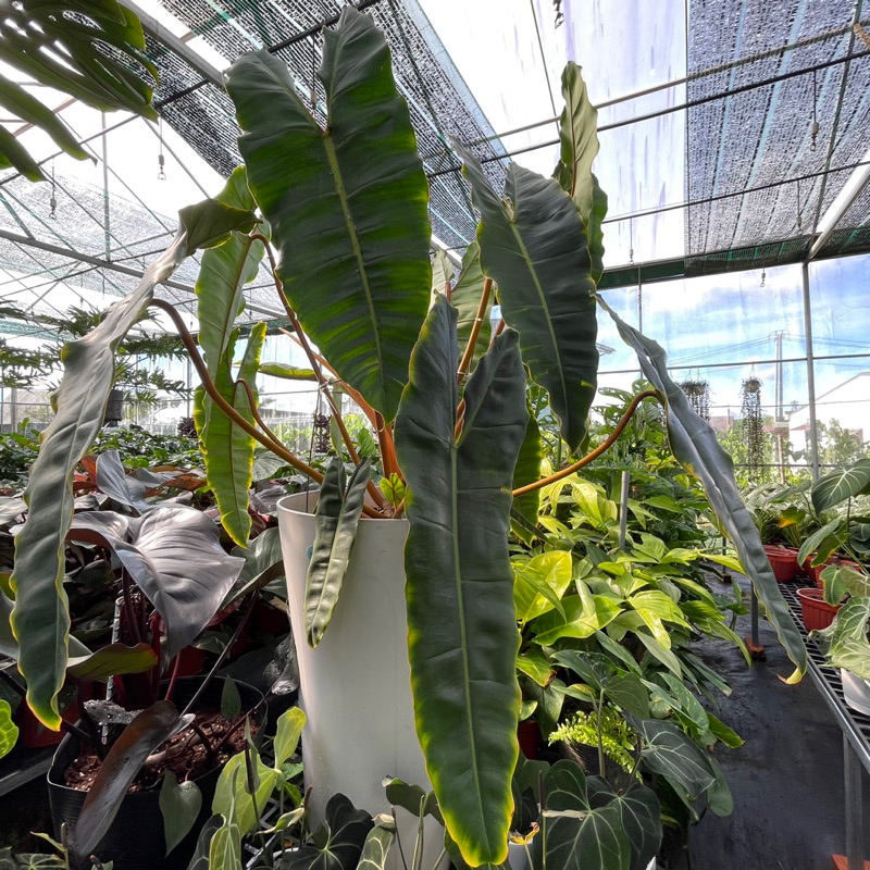 Kiểng lá: Chậu cây Hạc Cam ( Philodendron Billietiae) - Nổi bật với những chiếc lá hình trái tim viền nâu cam rực rỡ