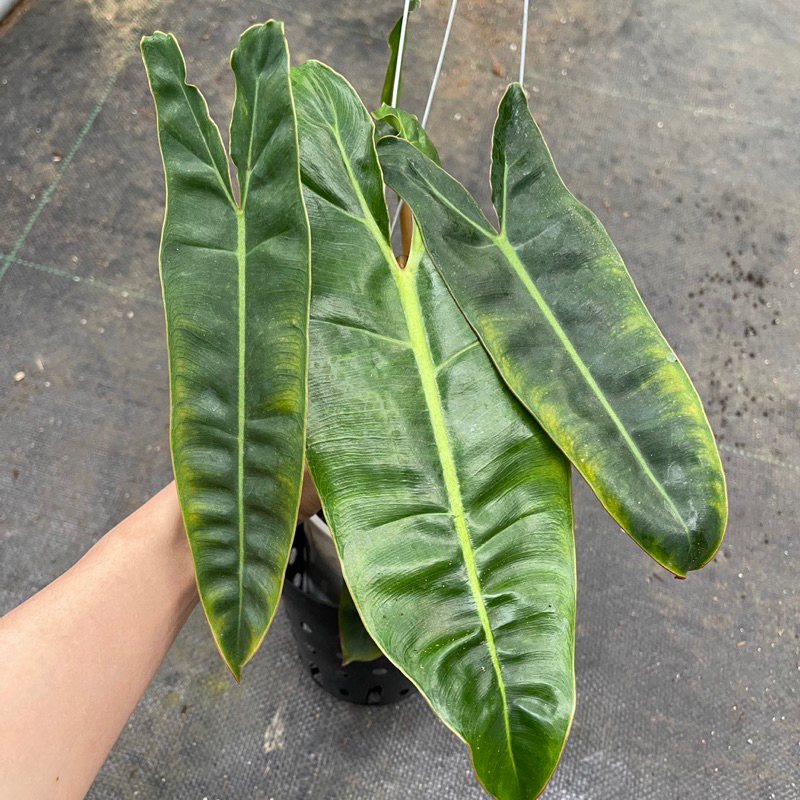 Kiểng lá: Chậu cây Hạc Cam ( Philodendron Billietiae) - Nổi bật với những chiếc lá hình trái tim viền nâu cam rực rỡ