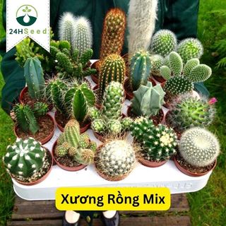 Hạt giống xương rồng mix gói 20 hạt 24HSeed