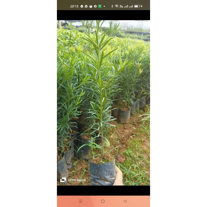 CÂY GIỐNG TÙNG LA HÁN -VẠN NIÊN TÙNG CÂY GIEO HẠT CAO 40 ĐẾN 50CM CHUẨN NHƯ HÌNH