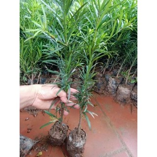 Cây giống tùng la hán -vạn niên tùng cây gieo hạt cao 40 đến 50cm chuẩn như hình