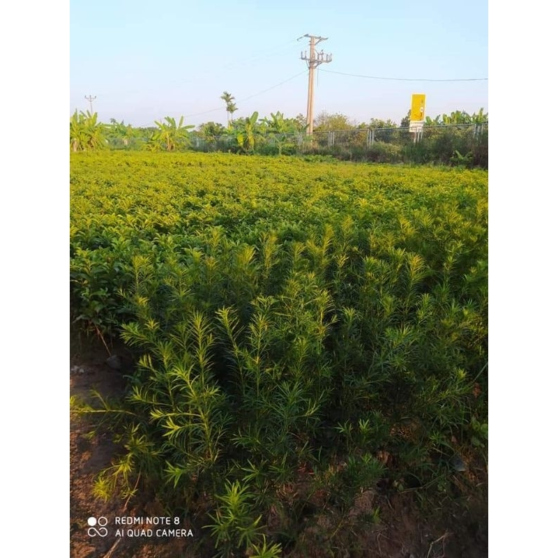 CÂY GIỐNG TÙNG LA HÁN -VẠN NIÊN TÙNG CÂY GIEO HẠT CAO 40 ĐẾN 50CM CHUẨN NHƯ HÌNH