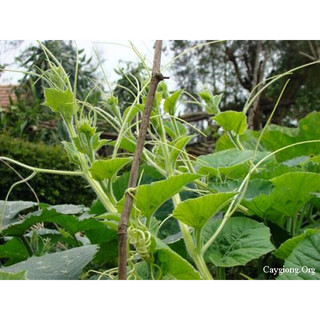 Hạt giống Bí Siêu Ngọn 5gram ( ~ 25-30 hạt)