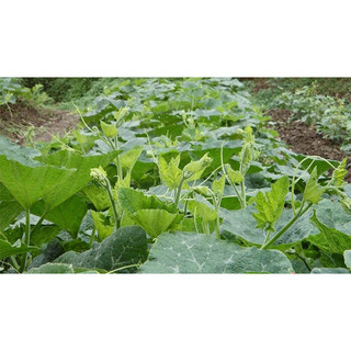 Hạt giống Bí Siêu Ngọn 5gram ( ~ 25-30 hạt)