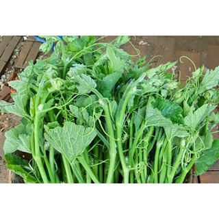 Hạt giống Bí Siêu Ngọn 5gram ( ~ 25-30 hạt)