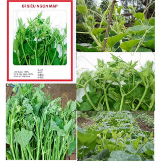 Hạt giống Bí Siêu Ngọn 5gram