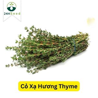 Hạt giống cỏ xạ hương Thyme gói 50 hạt 24HSeed