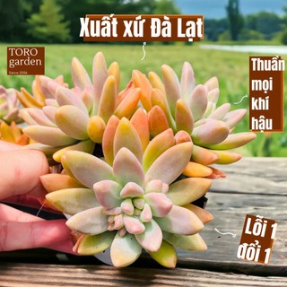Sen đá pha lê Đà Lạt size trung bình cây cảnh trang trí nhà cửa Toro garden