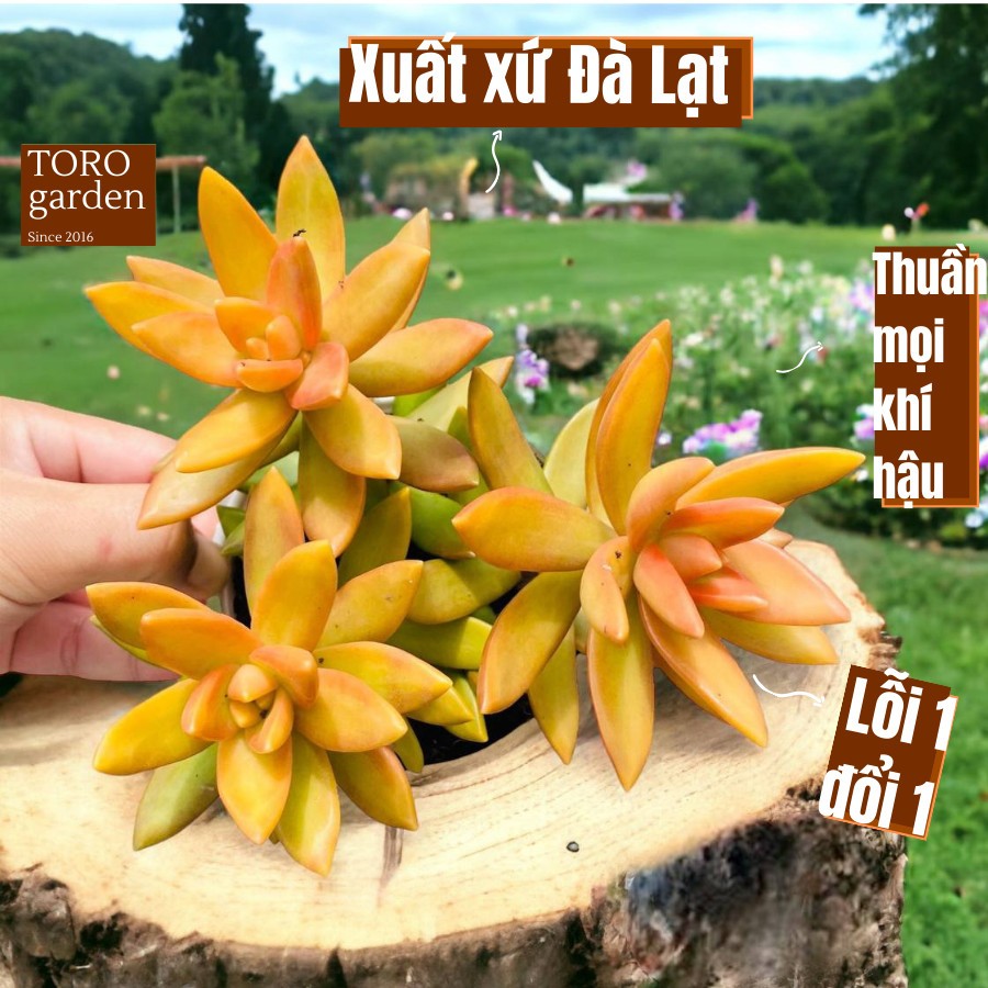 Sen đá đá cam Đà Lạt size trung bình cây cảnh trang trí nhà cửa Toro garden