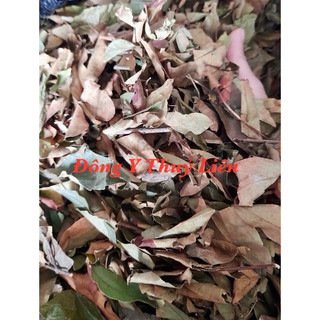 Cây lá thành ngạnh loại 1
