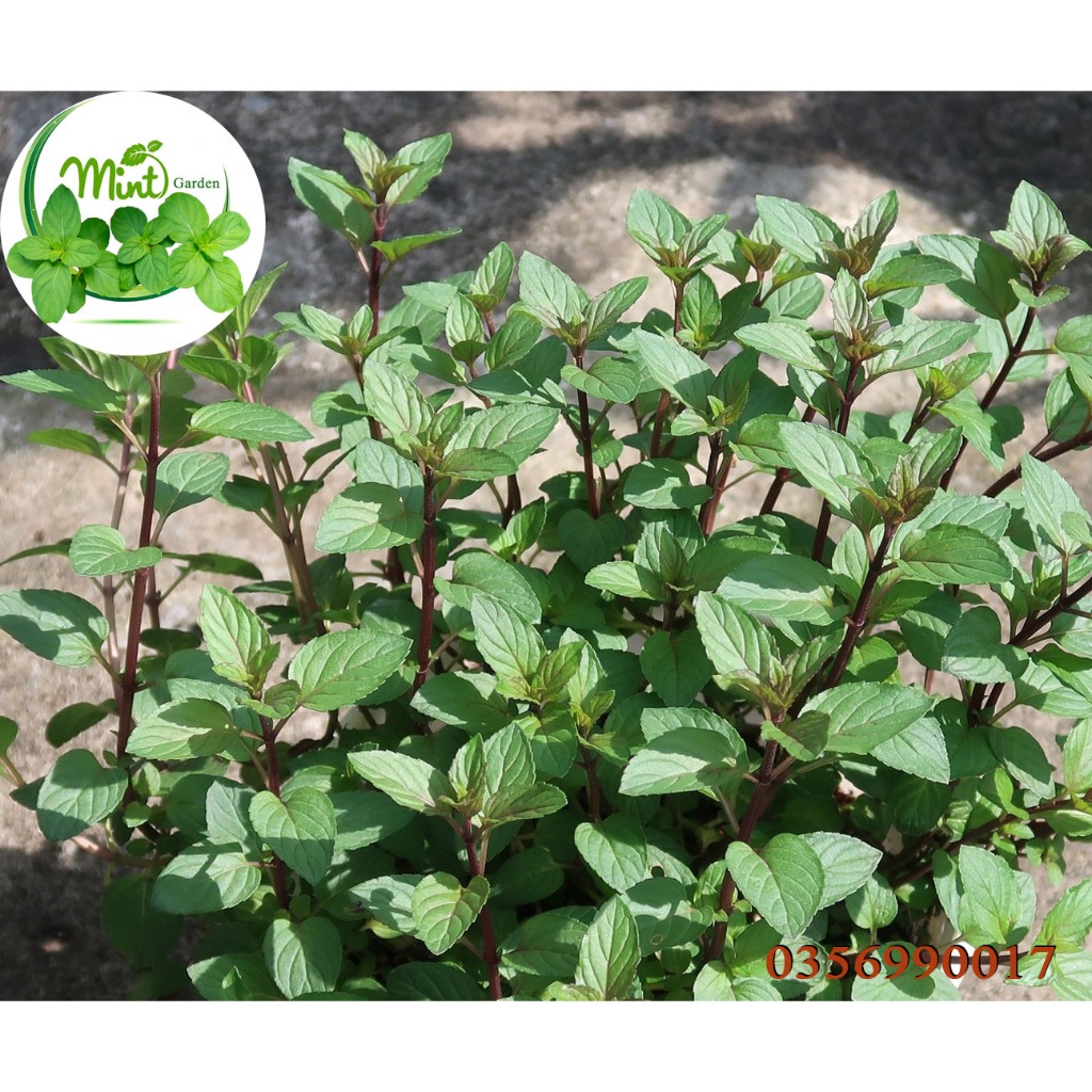 Cây Bạc Hà Chocomint 40k/cây - Mint Garden