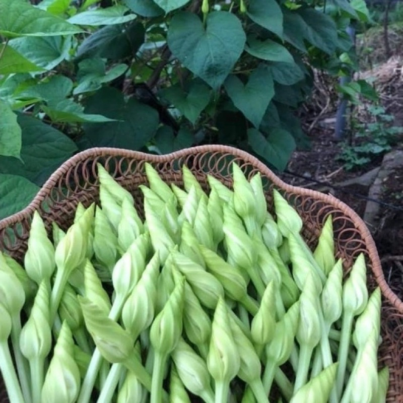 Hạt giống Hoa Chom Chan Thái - 2 gram - GM 95%