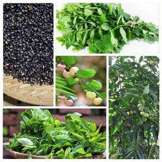 Hạt giống Cây rau ngót