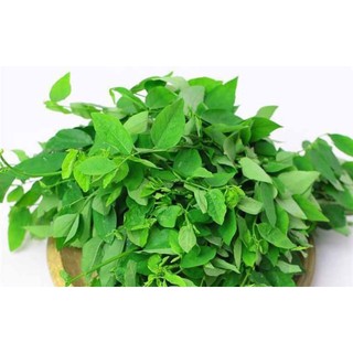 Hạt giống Cây rau ngót (Bồ ngót)