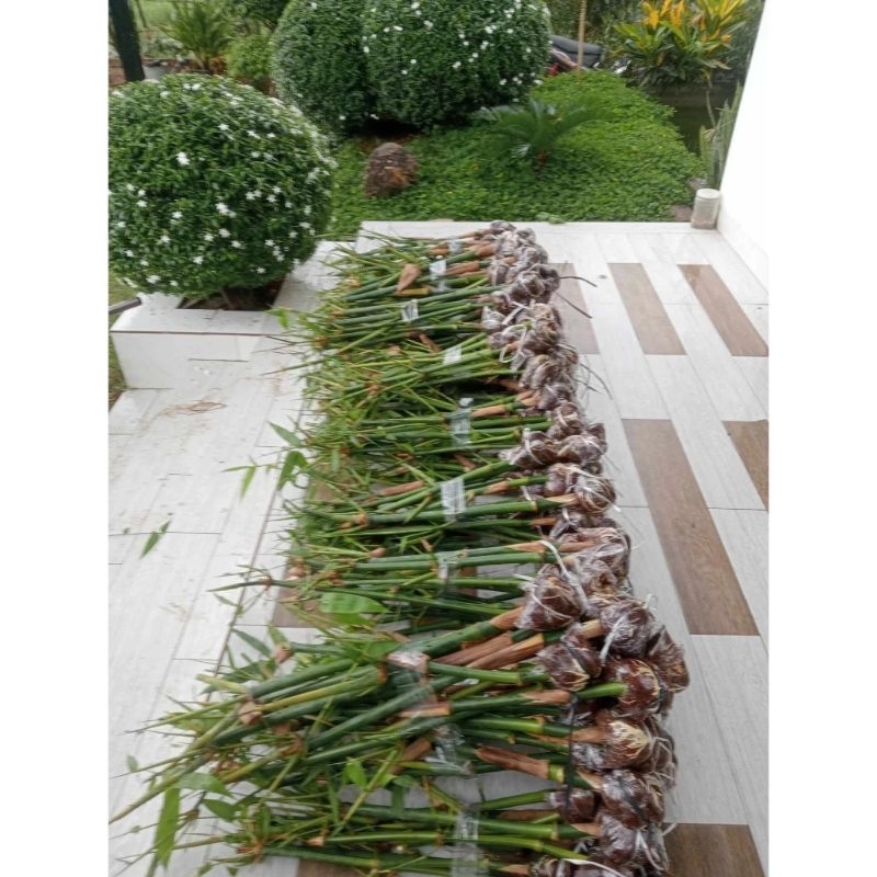 5 cây tre tứ quý tặng 2 cành thanh long ruột đỏ có mã feesship