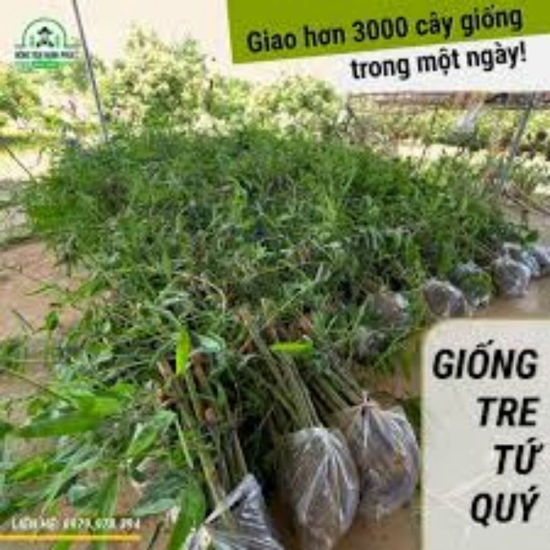 5 cây tre tứ quý tặng 2 cành thanh long ruột đỏ có mã feesship