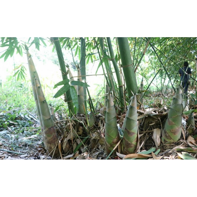 5 cây tre tứ quý tặng 2 cành thanh long ruột đỏ có mã feesship