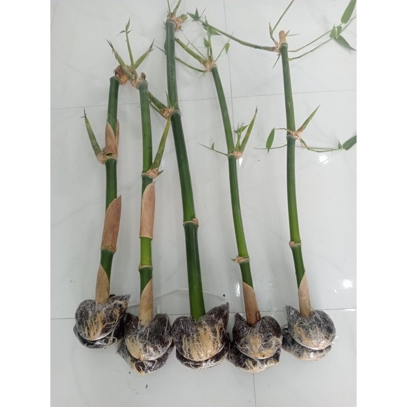 5 cây tre tứ quý tặng 2 cành thanh long ruột đỏ có mã feesship