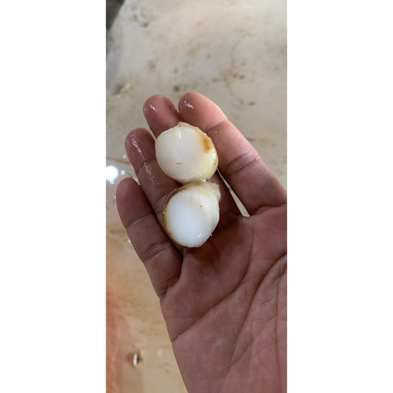 Còi sò không trứng - siêu ngọt -1kg