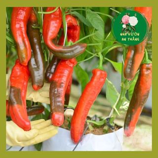 Hạt Giống Ớt Trái Cây Khổng Lồ Sweet Palermo 