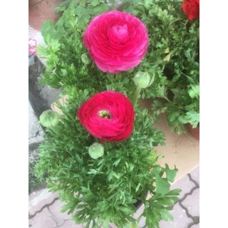 củ giống hoa mao lương 5 màu