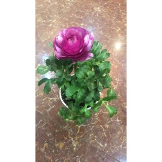 củ giống hoa mao lương 5 màu
