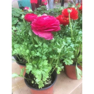củ giống hoa mao lương 5 màu