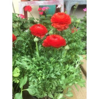 củ giống hoa mao lương 5 màu