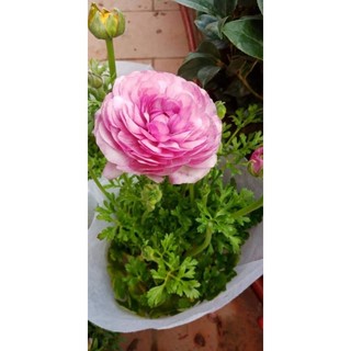 củ giống hoa mao lương 5 màu