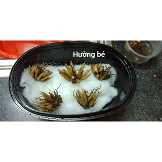 củ giống hoa mao lương 5 màu