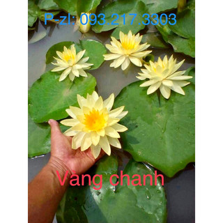 CỦ GIỐNG SÚNG THÁI VÀNG (dòng súng mini) - 1 củ