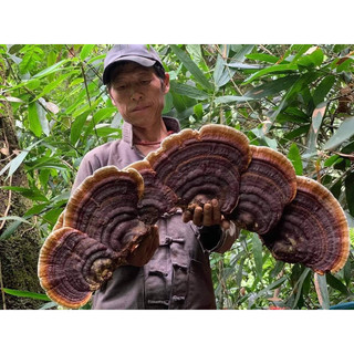 500gam nấm linh chi rừng . loại size to đẹp. hàng mới ko chất bảo quản