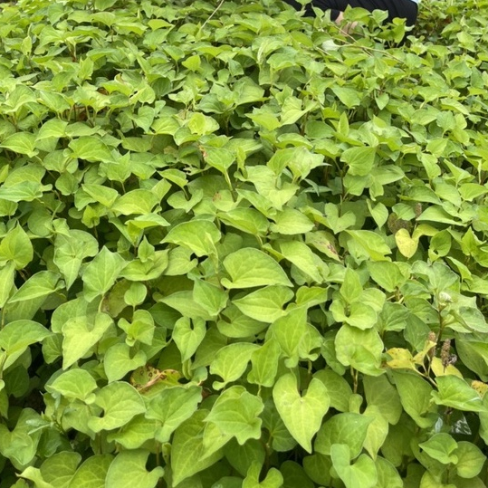 Mặt nạ diếp cá  Leng Keng  Farm