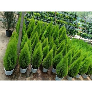 Chậu Cây tùng thơm - cây có mùi thơm - cây táng đều đẹp, xum xuê