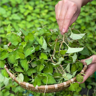 Mặt nạ diếp cá Leng Keng Farm
