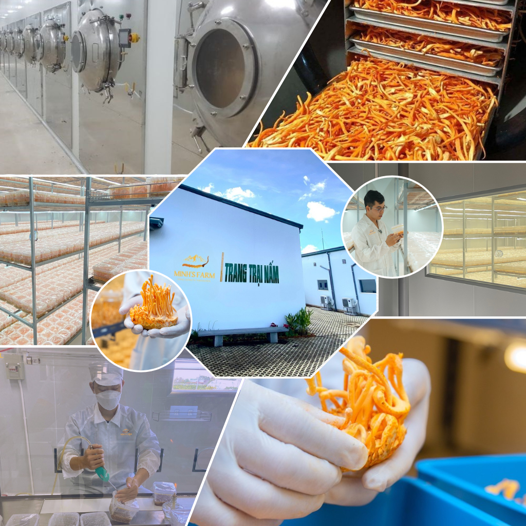 Đông Trùng Hạ Thảo Khô Sấy Thăng Hoa Minh's Farm - Hộp 10g