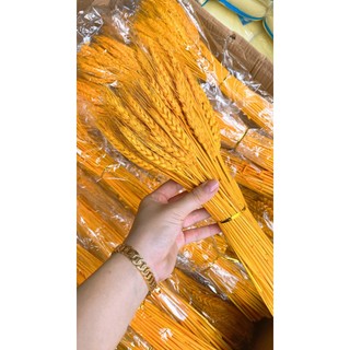 COMBO SÉT 100 BÔNG LÚA MẠCH VÀNG SIÊU ĐẸP