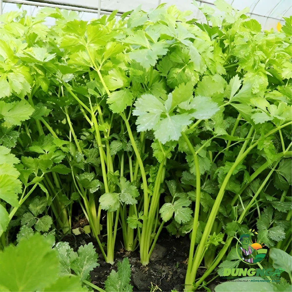 10g - 100g HẠT GIỐNG RAU MÙI  DỄ TRỒNG, NHANH THU HOẠCH