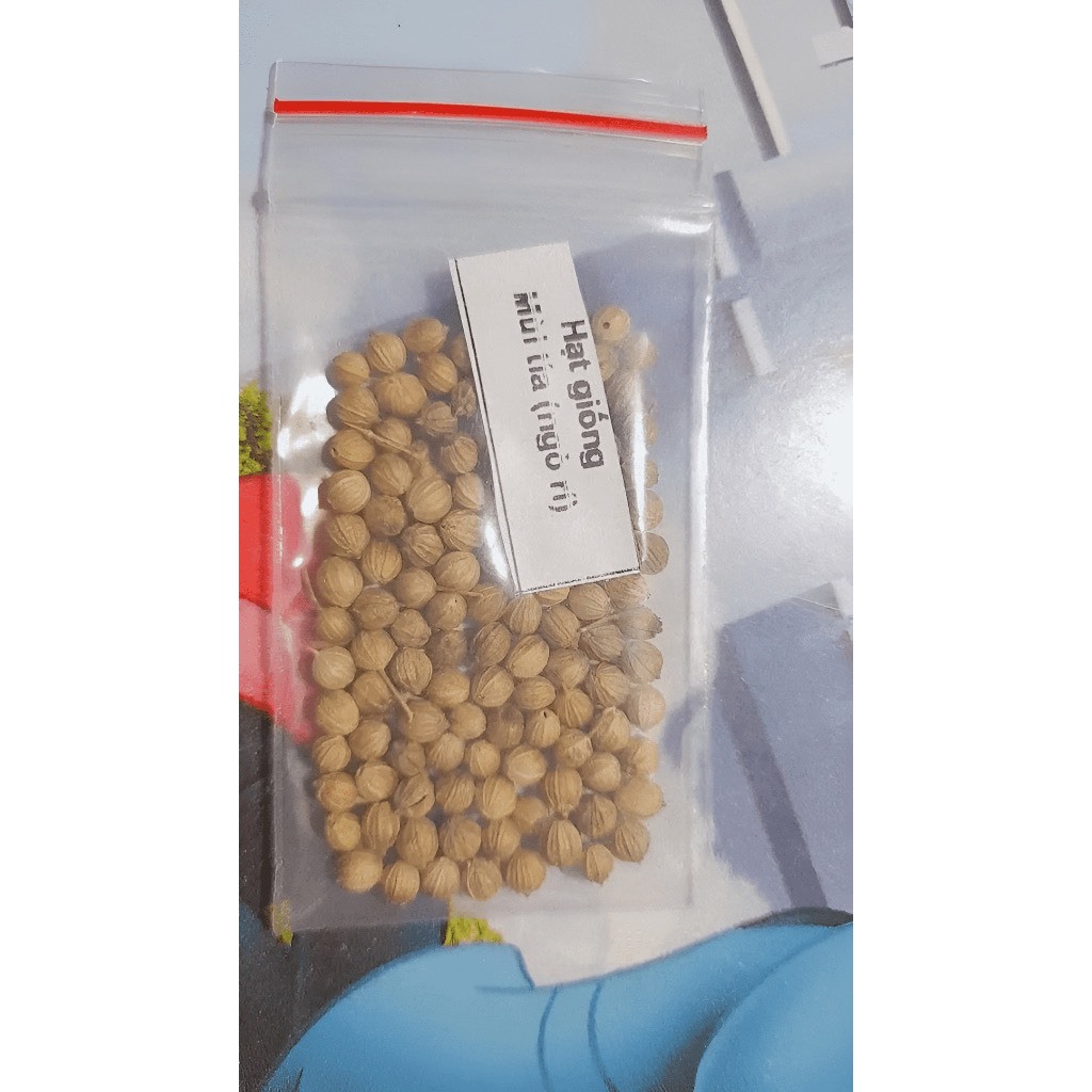 10g - 100g HẠT GIỐNG RAU MÙI  DỄ TRỒNG, NHANH THU HOẠCH