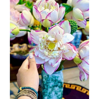 Củ sen giống viền hồng