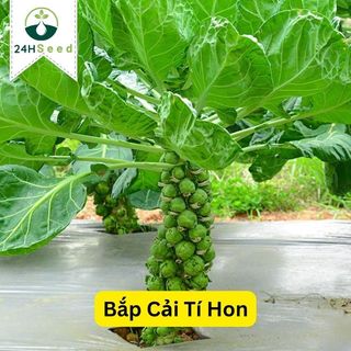 Hạt giống bắp cải tí hon xanh Italy 24HSeed