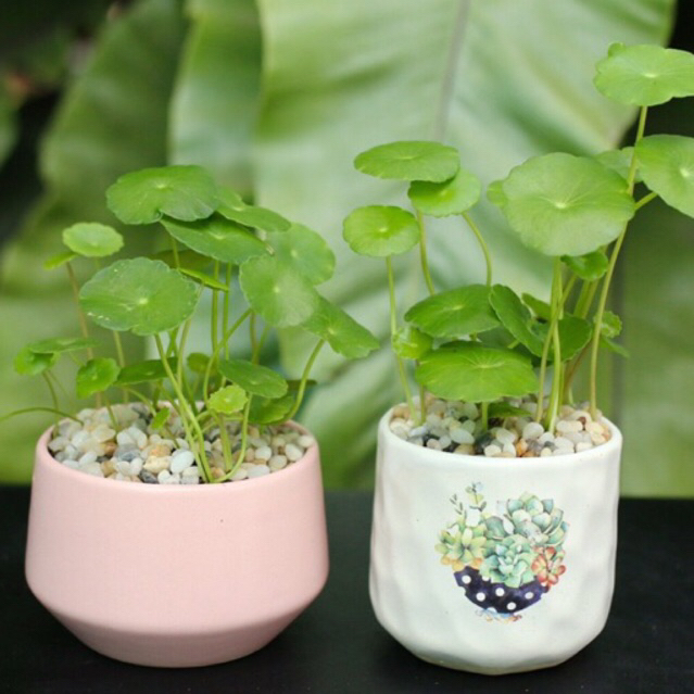 5 Cây Rau Má Sen Dù Trồng Thuỷ Sinh- Tiểu Cảnh